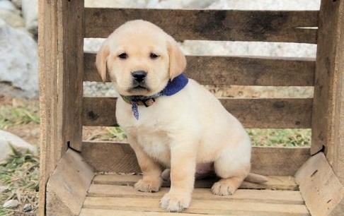 Adorable Labrador Retriever Puppies. ***