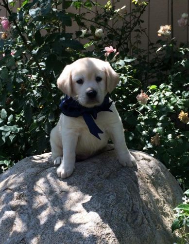 Labrador Retriever Puppies for sale in Los Angeles, CA, USA. price: $1,900