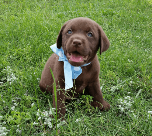 AKC Labrador Retrievers