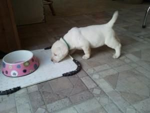 Christmas Labrador Retriever puppies available