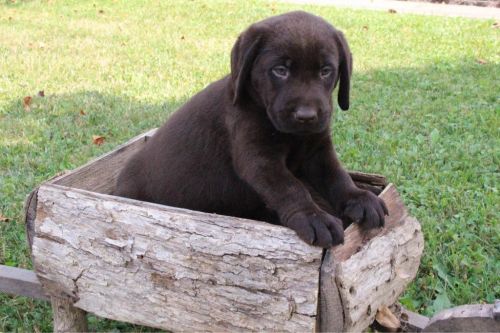 Labrador Retriever Puppies for sale in Canton, OH, USA. price: $499