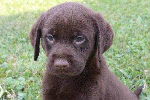 Labrador Retriever Puppies for sale in Canton, OH, USA. price: $499