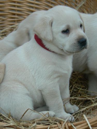 Labrador Retriever Puppies for sale in Olando St, Charlotte, NC 28206, USA. price: $250