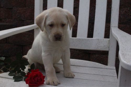 Labrador Retriever Puppies for sale in Canton, OH, USA. price: $599