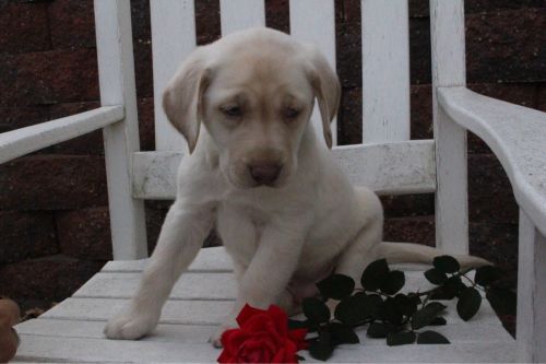 Labrador Retriever Puppies for sale in Canton, OH, USA. price: $450