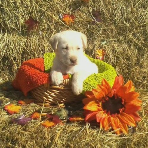 Labrador Retriever Puppies for sale in Canton, OH, USA. price: $699