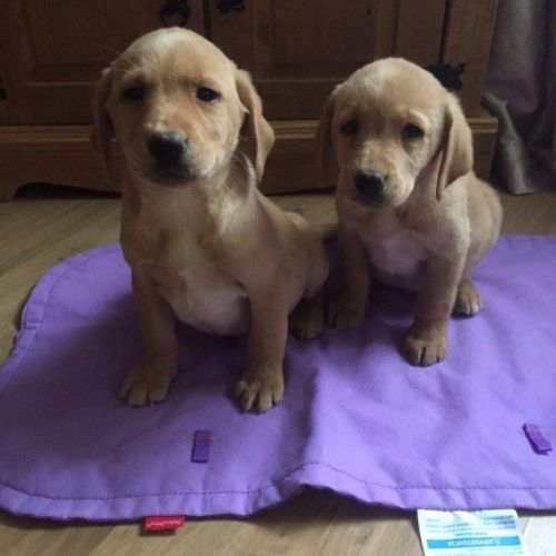 Kc Reg Labrador Puppies