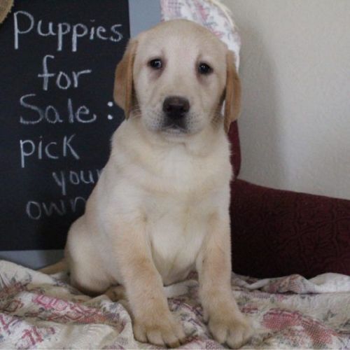 Labrador Retriever Puppies for sale in Canton, OH, USA. price: $350