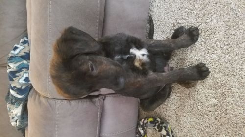 4 month old Male black lab/pit mix