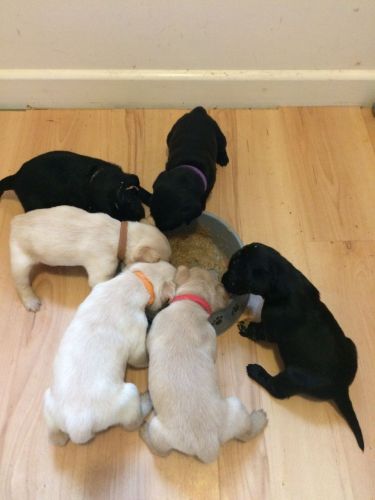 11 Labrador Puppies, Looking For Homes
