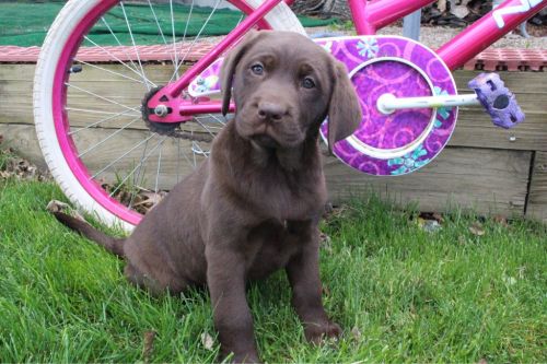 Labrador Retriever Puppies for sale in Canton, OH, USA. price: $599