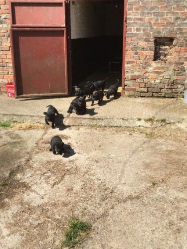 Labrador Retriever Puppies for sale in Los Angeles, CA 90001, USA. price: $400