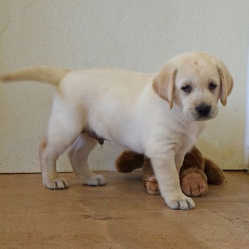 Labrador Retriever Puppies for sale in New York, NY, USA. price: $500