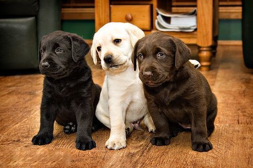 AKC Labrador Retriever Puppies