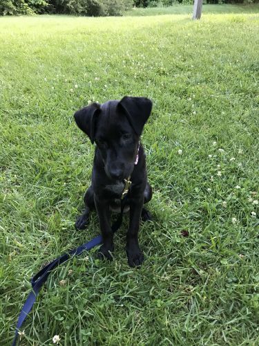 puppy! black lab mix