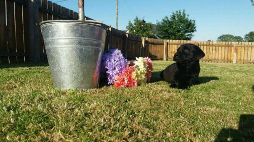 Beautiful black labrador pups kc registered