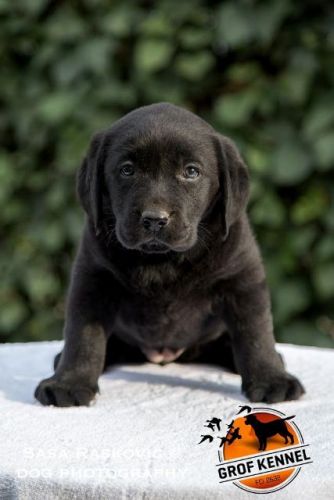 Labrador Retriever TEXT , ***