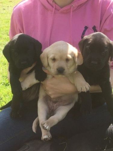 Labrador Retriever Puppies for sale in New York, NY, USA. price: NA