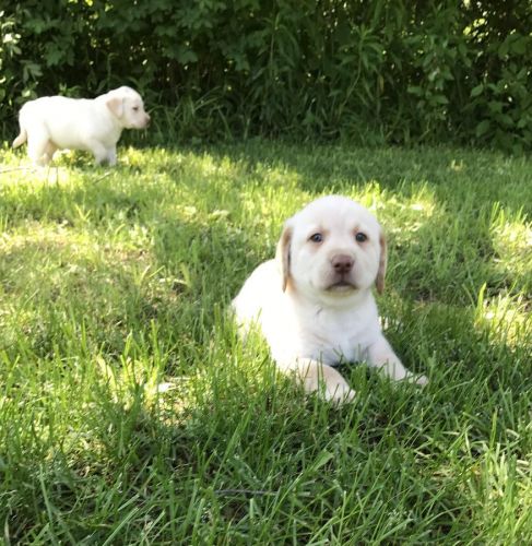 Lots of Loveable AKC Labrador Retriever Puppies