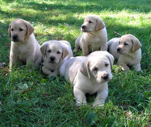 Labrador Retriever Puppies for sale in Indianapolis, IN, USA. price: NA
