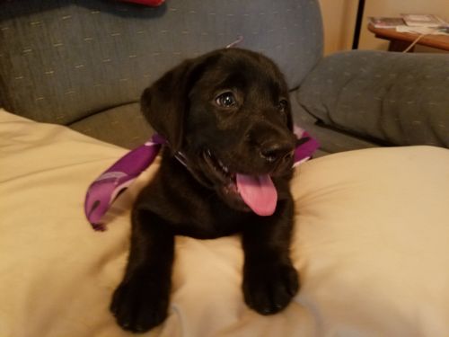AKC Labrador Retriever Puppy