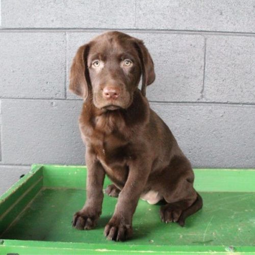 Labrador Retriever Puppies for sale in Canton, OH, USA. price: $399