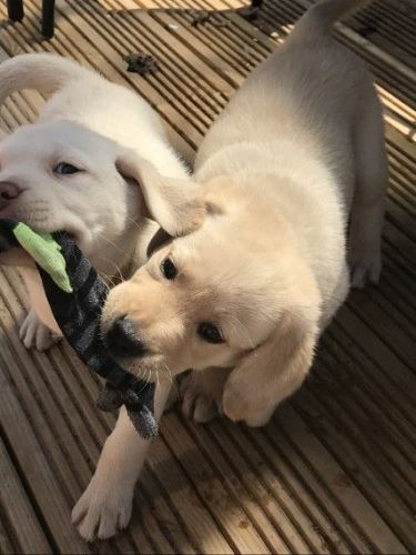 Chunky Labrador Puppies *ready Now*