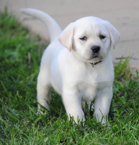 white english labs...Thick Block heads(***) ***-***7