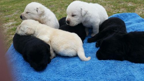 Beautiful AKC Labrador Retriever Puppies