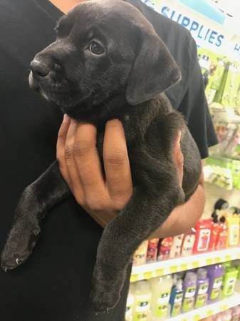 Black labrador mix pup