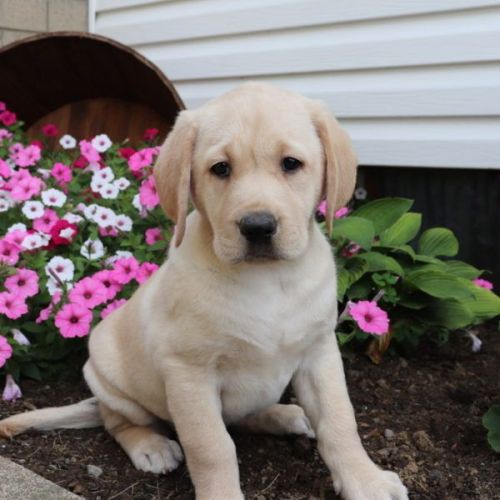 Labrador Retriever Puppies for sale in Canton, OH, USA. price: $599