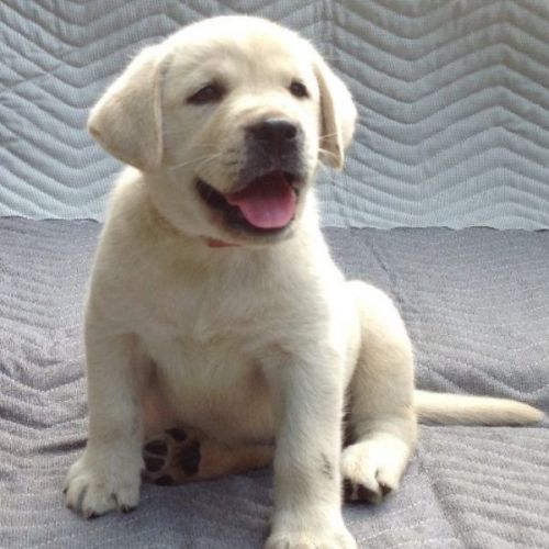 Labrador Retriever Puppies for sale in Canton, OH, USA. price: $899