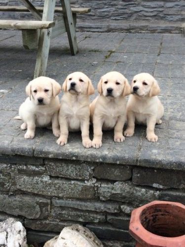 Golden Labrador Puppies