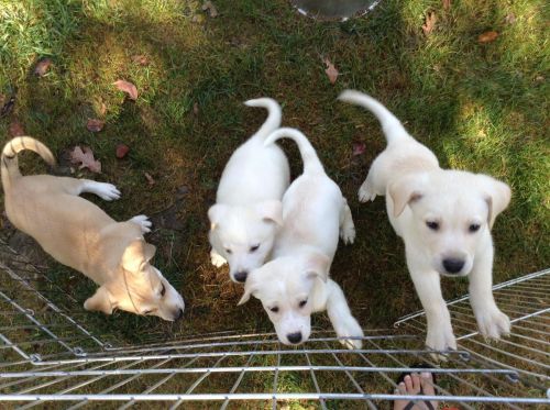 Awesome Labrador Retriever Puppies