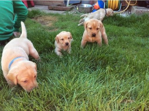 Re-Homing Labrador Retriever Puppies