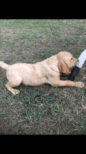 6 Month Yellow Male Labrador Retriever