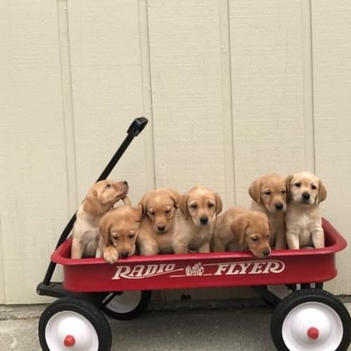 Labrador Retriever Puppies for sale in New York, NY, USA. price: NA