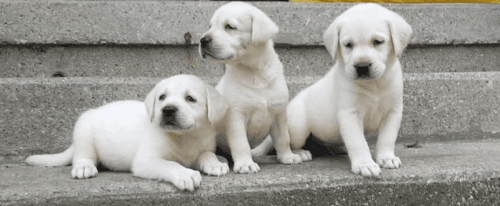 Goodlooking AKC Labrador Retriever Puppies