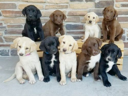 Labrador Retriever Puppies,text at ***