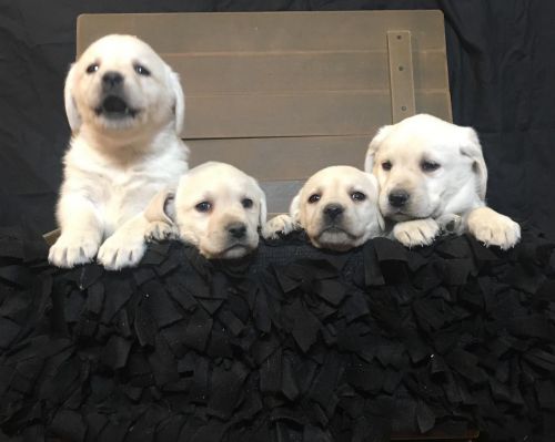 Labrador Retriever Puppies for sale in Phoenix, AZ, USA. price: NA