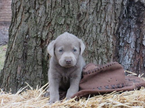 Silver Lab puppies for Sale