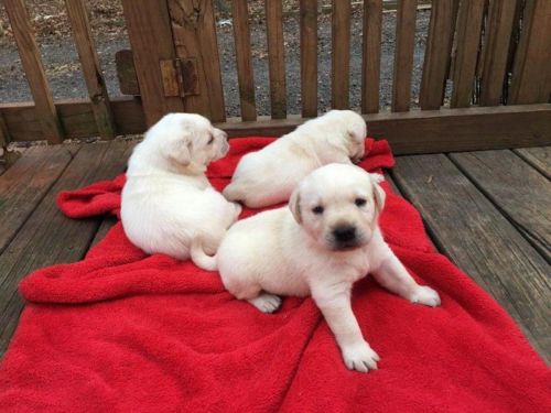 Labrador Retriever Puppies for sale in San Jose, CA, USA. price: NA