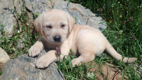 yellow lab puppies