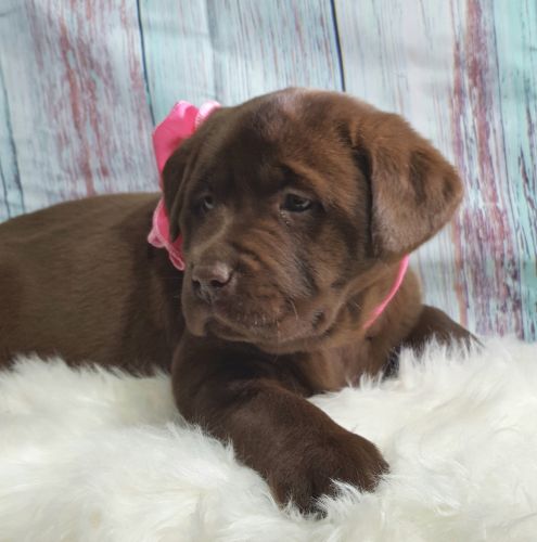 Beautiful AKC Chocolate Lab pups