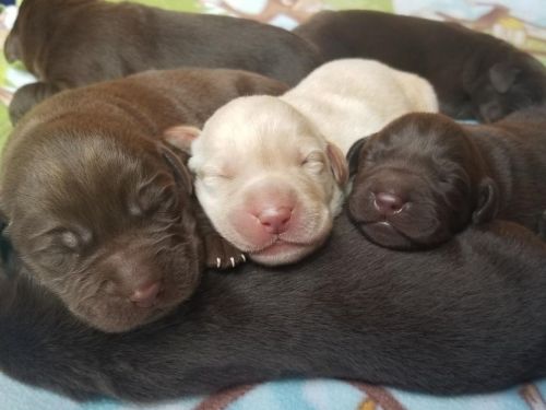Labrador Retriever Puppies for sale in Murfreesboro, TN, USA. price: $1,000