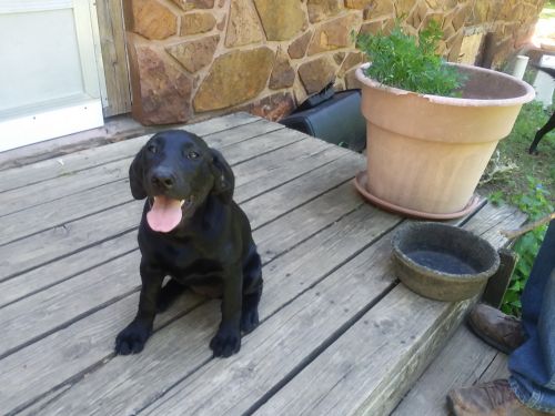 Female Lab puppy