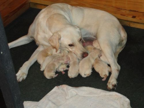 AKC REGISTERED LABRADOR RETRIEVER YELLOW/WHITE PUPS