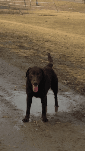 Chocolate Lab puppies