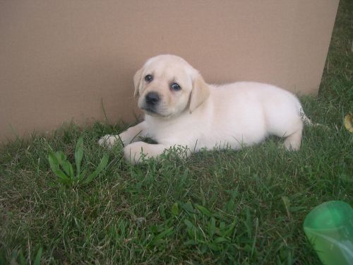 Labrador Retreiver Yellow AKC Puppies