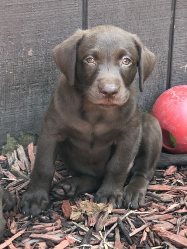 AKC Yellow and Chocolate Lab Pups
